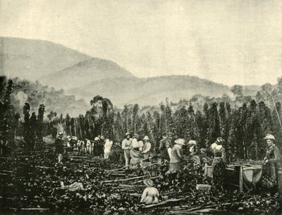 انتقاء هوب في تسمانيا ، 1901. بواسطة غير معروف