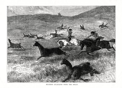 صيد Guanacos مع Bolas ، أمريكا الجنوبية ، 1877 بواسطة غير معروف