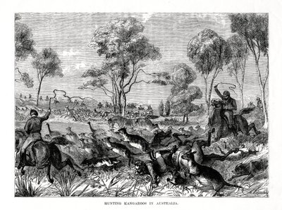الكنغر الصيد ، أستراليا ، 1877 بواسطة غير معروف