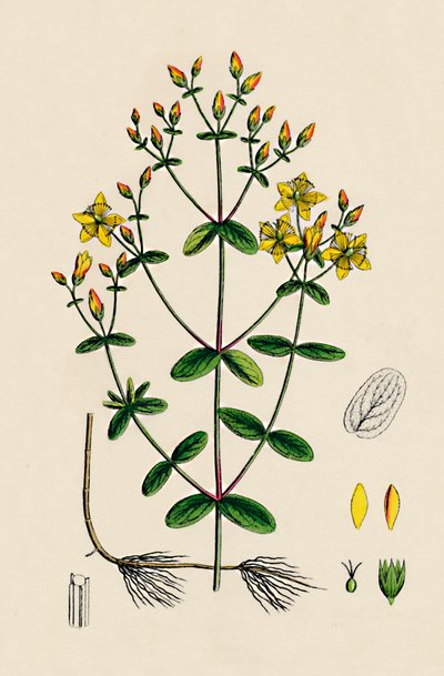 Hypericum Boeticum. لوح ذو أوراق مموجة سانت جون ورت ، القرن التاسع عشر بواسطة غير معروف