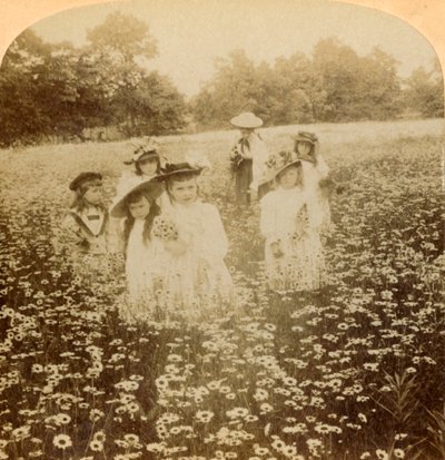 في مجال الأقحوان: Flowret of the Rural Glade ، 1896. بواسطة غير معروف