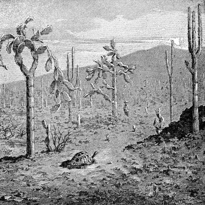 جزيرة لا تعرف الكلل ، أرخبيل غالاباغوس ، 1895 بواسطة غير معروف