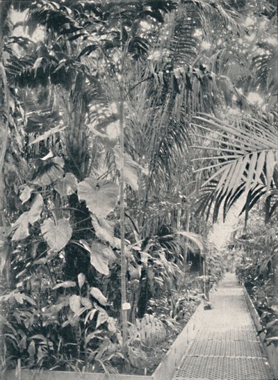 داخل بيت النخلة الكبرى ، حدائق كيو ، 1904 بواسطة غير معروف