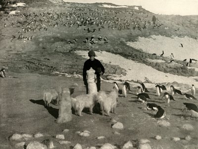 جويس والكلاب في Penguin Rookery ، c1908 ، 1909. بواسطة غير معروف