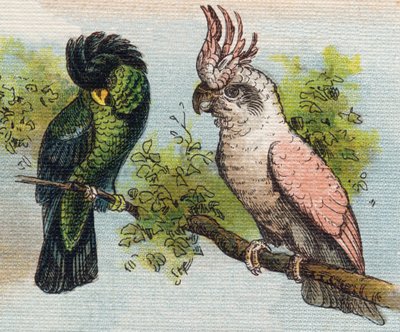 كاكاتو. نقش في "Alphabet de ma petite fille". برناردين-بيشيت وفلس ، بائعون وناشرون ، باريس ، حوالي عام 1895. ألبوم غير قابل للكسر على قماش. Bibliotheque des Bebes. 12 صفحة. ألبوم يحتوي على طريقة قراءة ومختصر توضيحي. قاتمة: بواسطة غير معروف