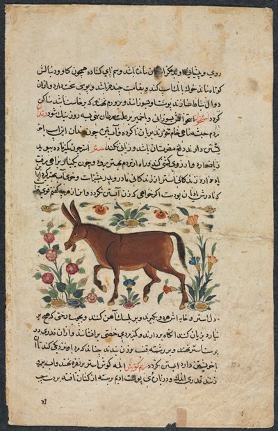 خار الحمار ، من كتاب ممتاز لنزهة-ناما يي علي ، 1400s. بواسطة غير معروف