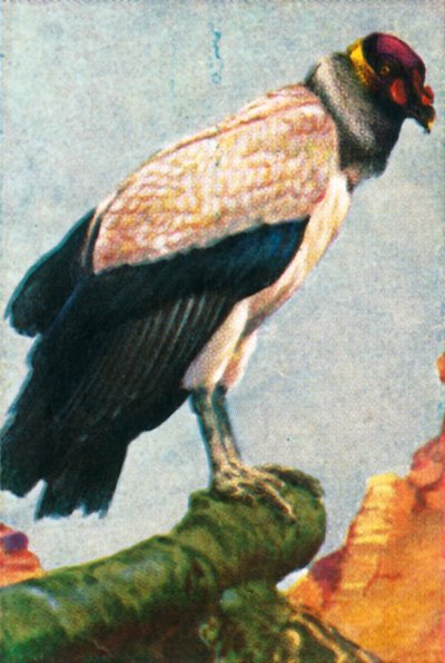 نسر الملك ، c1928. بواسطة غير معروف