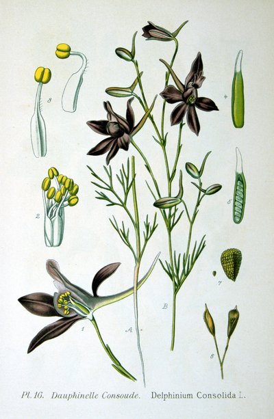 Larkspur ، 1893 بواسطة غير معروف