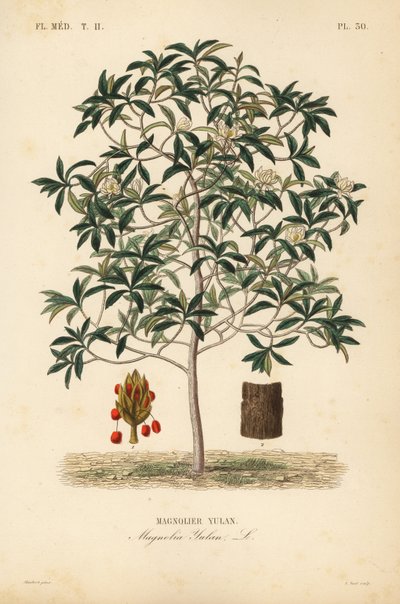 Lilytree أو Yulan Magnolia ، Magnolia ، Magnolia Yulan ، Yulan Magnolier بواسطة غير معروف