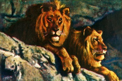 الأسود ، c1928. بواسطة غير معروف
