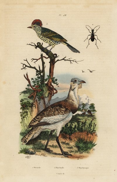 الحبارى البني الصغير ، Eupodotis humilis ، و Sharbill ، Oxyruncus cristatus بواسطة غير معروف