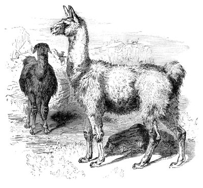 اللاما ، c1880 بواسطة غير معروف