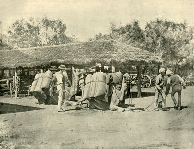 تحميل الإبل على محطة أسترالية 1901. بواسطة غير معروف