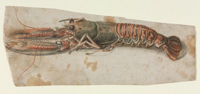 جراد البحر ، 1600s. بواسطة غير معروف