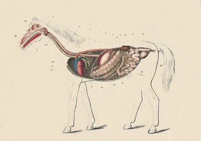 القسم الطولي من الحصان ، c1879. بواسطة غير معروف