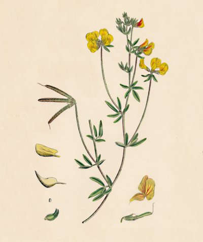 لوتس تينيوس. Slender Birds-foot Trefoil ، القرن التاسع عشر بواسطة غير معروف