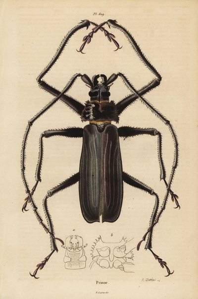 خنفساء Macrotoma hayesii بواسطة غير معروف