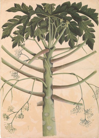 ذكر شجرة البابايا ، كاليفورنيا. 1790-1800. بواسطة غير معروف