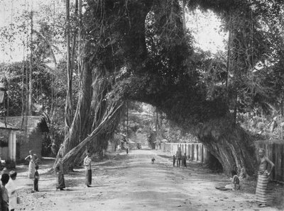 شجرة التين القديمة الخلابة Ficus indica في شارع Clombo-Galle بالقرب من Kalutara ، 1926 بواسطة غير معروف