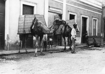 رجل به جمال ، لاس بالماس ، غران كناريا ، جزر الكناري ، إسبانيا ، c1920s-c1930s بواسطة غير معروف