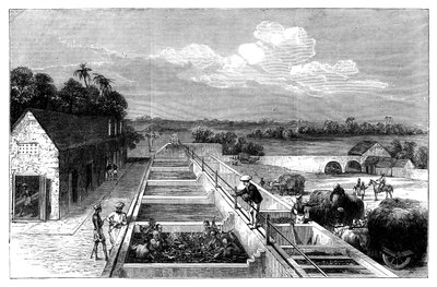 تصنيع النيلة في Tirhoot Muzaffarpur ، البنغال السفلى ، 1869 بواسطة غير معروف