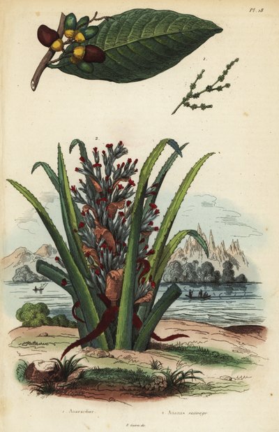 الجوز الوسم ، Semecarpus anacardium 1 و البطريق أو فاكهة Pinuela ، Bromelia pinguin 2 بواسطة غير معروف
