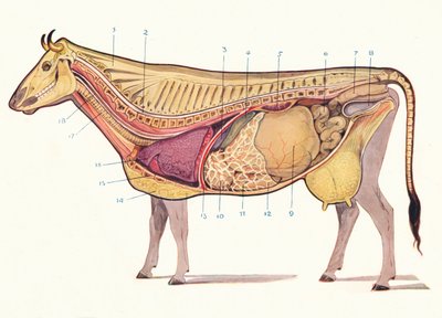 القسم المتوسط للبقرة ، يظهر الأعضاء الرئيسية للهضم ، إلخ ، c1905 c1910 بواسطة غير معروف
