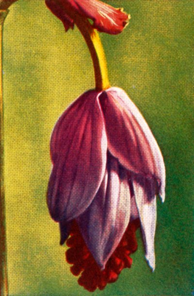 Medinilla ، c1928. بواسطة غير معروف