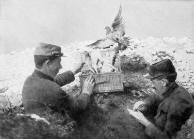 إصدار الحمام الزاجل في الخط الأمامي ، الحرب العالمية الأولى ، 1915 بواسطة غير معروف