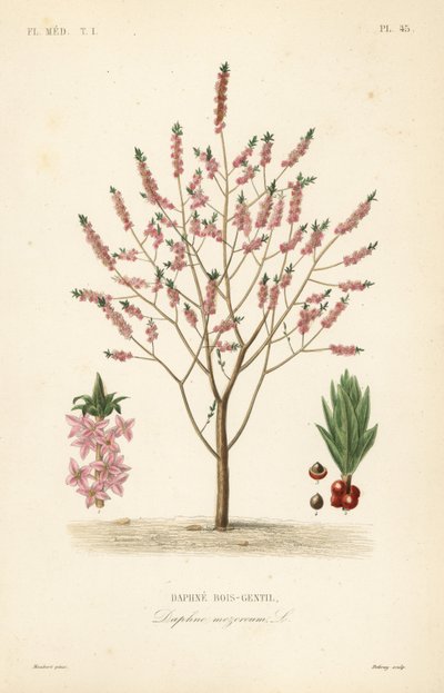 Mezereon أو spurge laurel ، Daphne mezereum ، Daphne bois-gentil بواسطة غير معروف