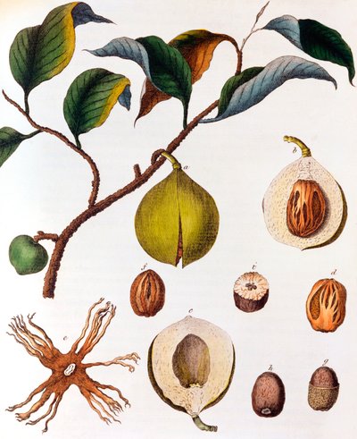 Myrsitica fragrans - جوزة الطيب ، c1798 بواسطة غير معروف