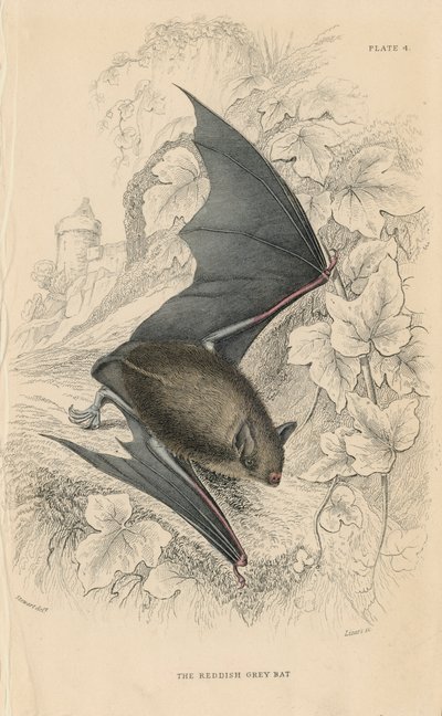 ناتيرز بات Myotis nattereri ، 1828 بواسطة غير معروف