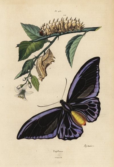 جناح الطير الشمالي ، Ornithoptera priamus urvillianus 1 ، و chrysalid واليرقة من جناح الطيور المشترك ، Troides helena بواسطة غير معروف