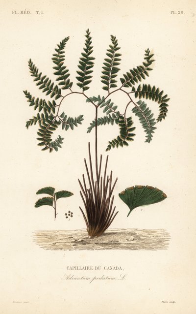 سرخس كزبرة البئر الشمالية أو سرخس خماسي الأصابع ، Adiantum pedatum ، Capillaire du Canada بواسطة غير معروف