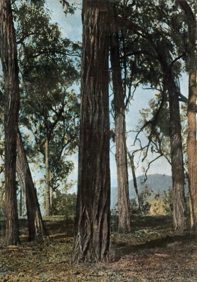 غينيا الجديدة. لو بوا دي فير ، بابوا غينيا الجديدة - أشجار أيرونوود ، 1900. بواسطة غير معروف