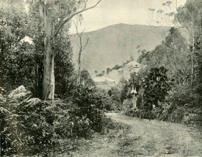 على طريق إيلاوارا ، نيو ساوث ويلز ، 1901. بواسطة غير معروف