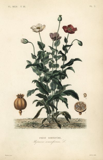 خشخاش الأفيون ، Papaver somniferum ، الخوف المنوم بواسطة غير معروف