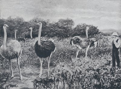 النعام ، 1924 بواسطة غير معروف