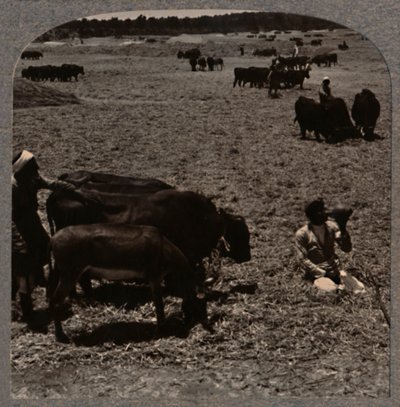 ذرة تطير الثيران ، c1900 بواسطة غير معروف