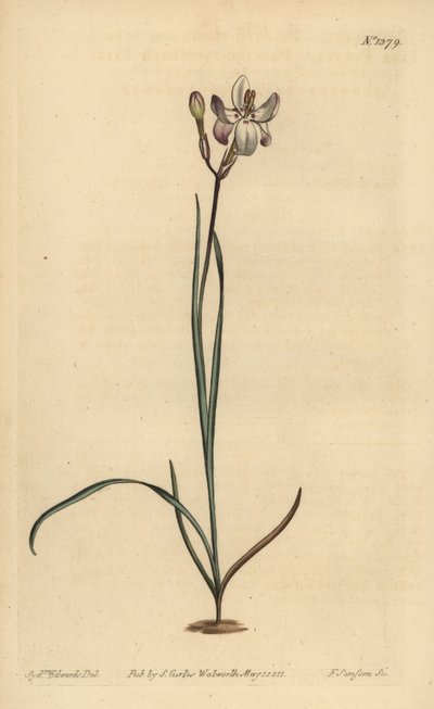 ixia مزهرة مرسومة ، Ixia fucata بواسطة غير معروف