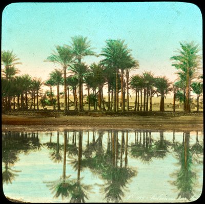 تنعكس أشجار النخيل في الماء ، الهند ، أواخر القرن التاسع عشر أو أوائل القرن العشرين بواسطة غير معروف
