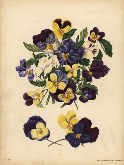Pansies ، Pensees ، أو Heart