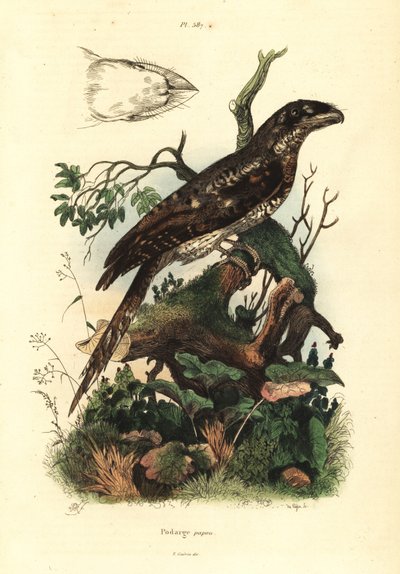 Papuan frogmouth, Podargus papuensis Podarge papou بواسطة غير معروف