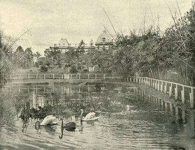 بركة البردي ، حدائق بريسبان النباتية ، 1901. بواسطة غير معروف
