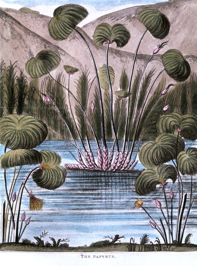 بردية القصب Cyperus بردية 1823 بواسطة غير معروف