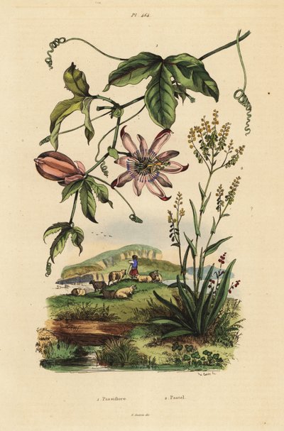 زهرة العاطفة ، Passiflora uraniae 1 ، و dyer
