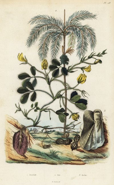 Peanut or groundnut plant, Arachis hypogaea 1, areca nut palm, Areca catechu 2, and bivalve mollusc Arca semi-torta, Trisidos semitorta 3 بواسطة غير معروف