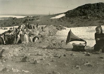 طيور البطريق تستمع إلى الحاكي خلال الصيف ، 1908 ، 1909 بواسطة غير معروف