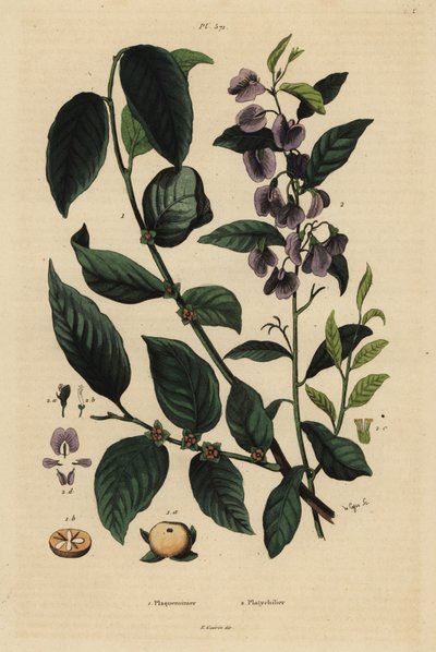 البرسيمون ، Dospyros kaki 1 ، وشجرة hovea أو karri blue bush ، Hovea elliptica Platychilum celsianum 2. Plaqueminier ، Platychilier بواسطة غير معروف