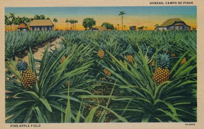 Pine-Apple Field - Habana، Campo De Pinas، c1910 بواسطة غير معروف